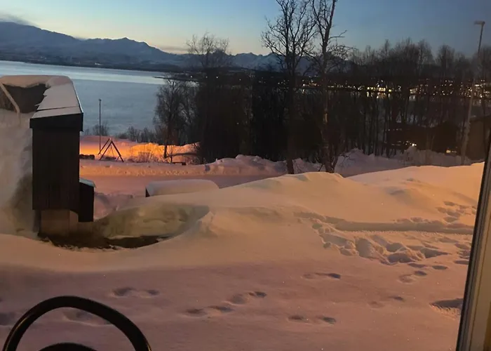 Northern Light *